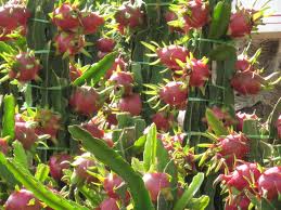 Lễ hội Trái cây Nam bộ 2012